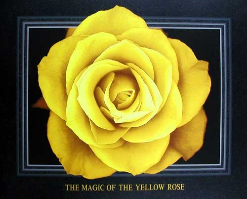 The Magic of the Yellow Rose by Lens & Lens *