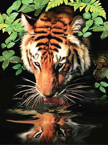 Tiger beim Trinken, Ins Licht von Howard Robinson Dufex Alu Bild 16x21 cm
