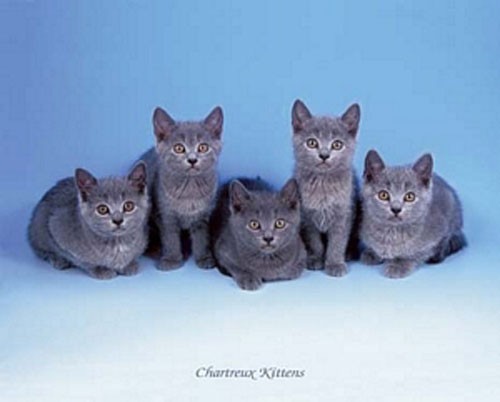 Katzen, Chartreux Kittens