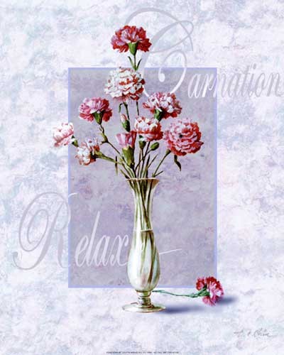 Carnation Relax