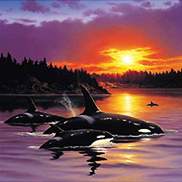 Wale, Orcas