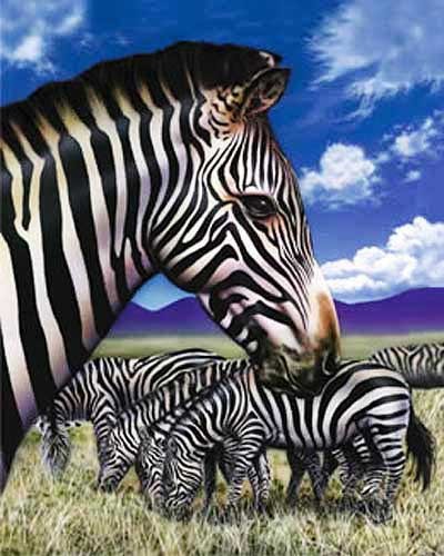 Zebras - Savanne Dufex Alu Bild 16x21 cm