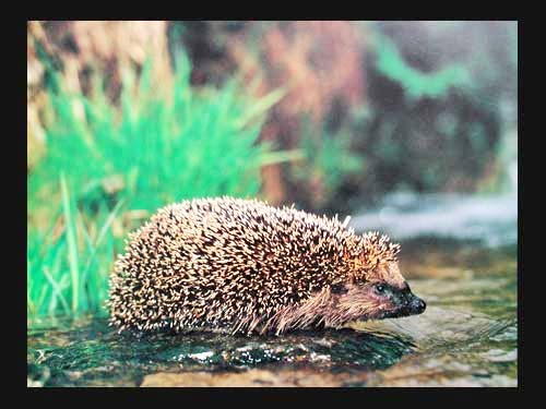 Igel