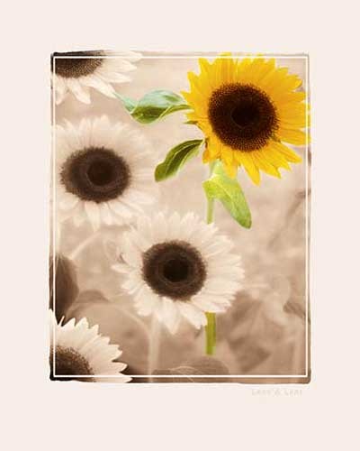 Sonnenblumen Kunstdruck