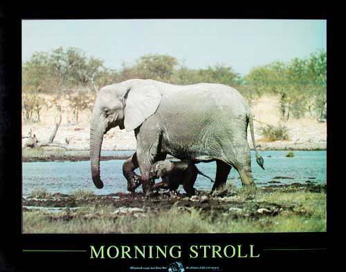 Elefanten, Morning Stroll Poster 40x50 cm