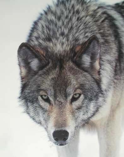 Wolf Gaze by Tom Brakefield