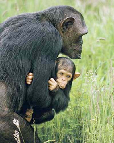 Poster 40x50 cm: Mütterlichkeit – Schimpanse trägt sein Baby durch das Gras 