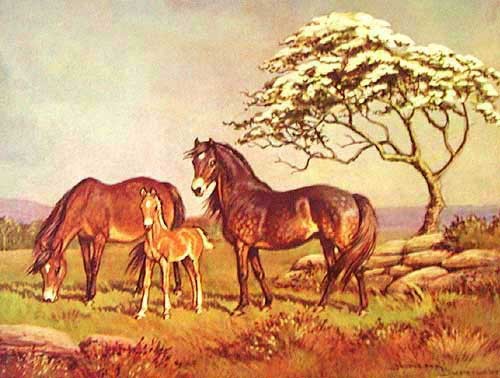 Pferde auf einer Wiese Dufex Alubild 16x21 cm