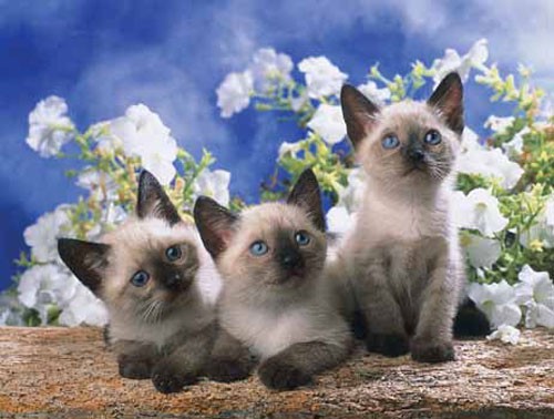 Siamese Kittens, Xavier Chantrenne