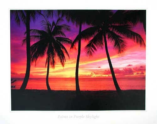 Palms in Purple Skylight