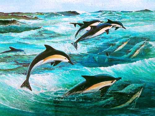 Springende Delfine Alu Bild