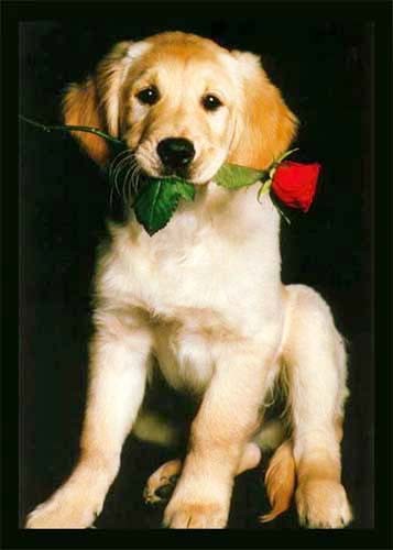 Goldener Retriever und rote Rose Poster