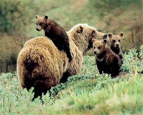 Bär mit Jungen, Im Kreislauf des Lebens – Braunbär Familie schlendert durch den Wald Poster