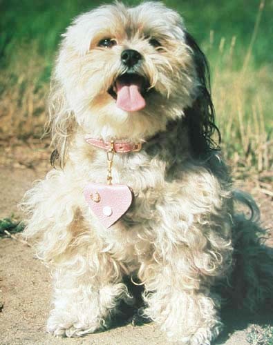 Shih Tzu mit rosa Herzanhänger, Poster