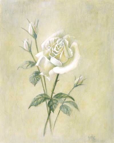 Weiße Rose, Jenkins Kunstdruck