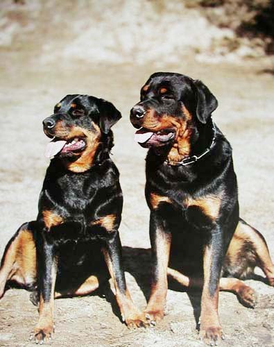 Rottweiler