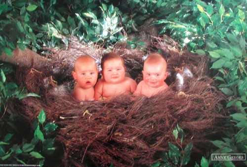 Babys im Nest Anne Geddes Poster