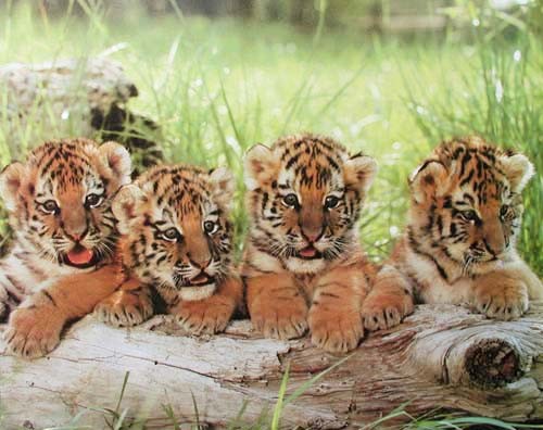 Vier Tigerbabys Poster 40x50 cm