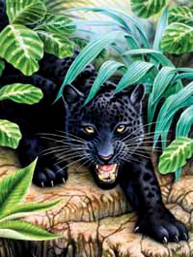 Schwarzer Panther, Robinson Dufex Alu Bild 16x21 cm 