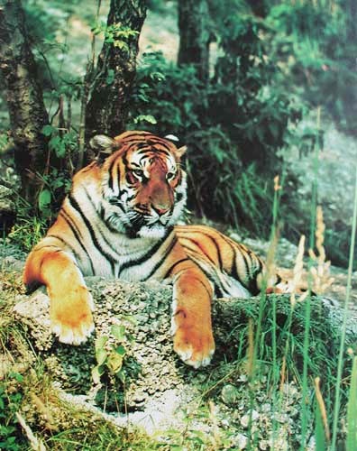 Bengalischer Tiger liegend Poster 40x50 cm