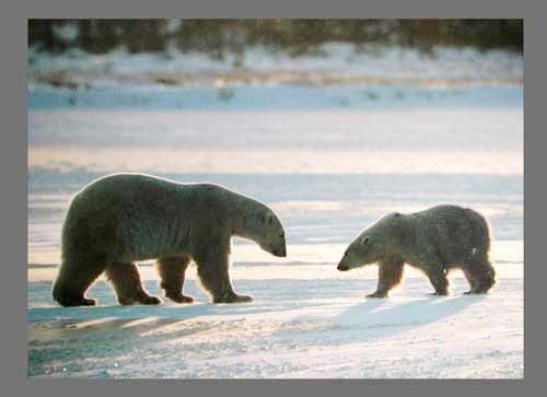 Eisbären bei Dämmerung Poster