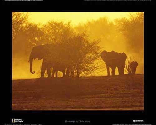 National Geographical - Afrikanische Elefanten Poster 40x50 cm