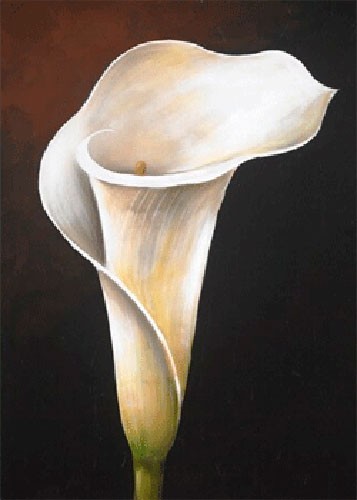 Weiße Calla-Lilie III, S. Sauci