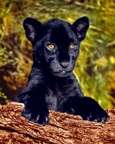 Schwarzer Panther Baby Poster 40x50 cm