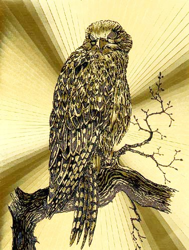 Gyr Falcon by Yvonne Jones