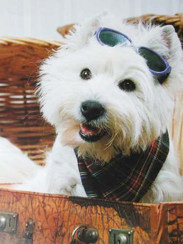 Westie mit Brille