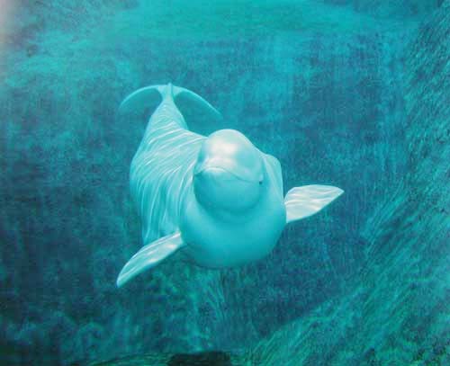 Türkis – Delfin unter Wasser Poster 40x50 cm