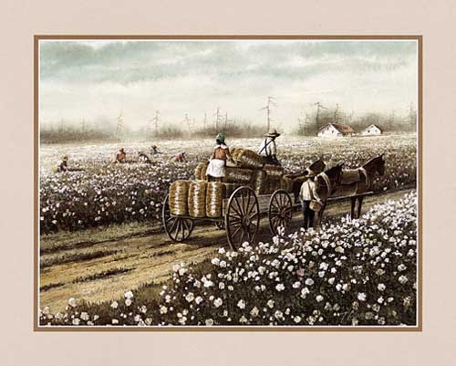 Cotton Field