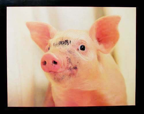 Schwein Portrait, Poster 40x50