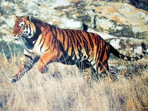 Tiger rennt Poster 40x50 cm