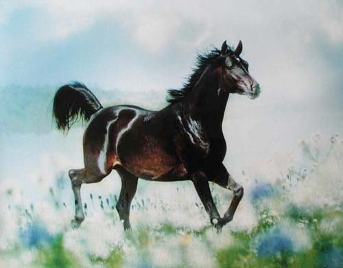 Galoppierender Hengst im Feld Poster 40x50 cm