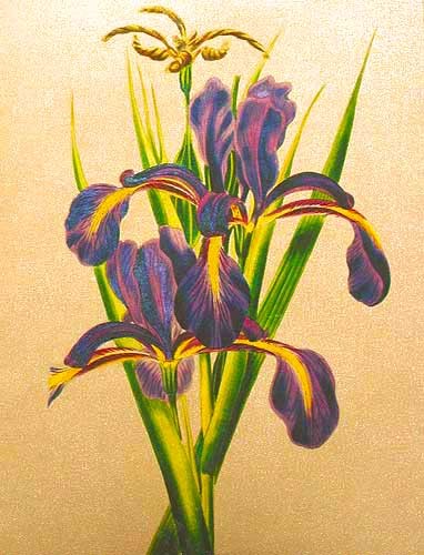 Iris Lilien