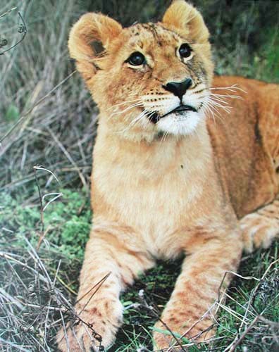 Löwenbaby Poster 40x50 cm im Hochformat