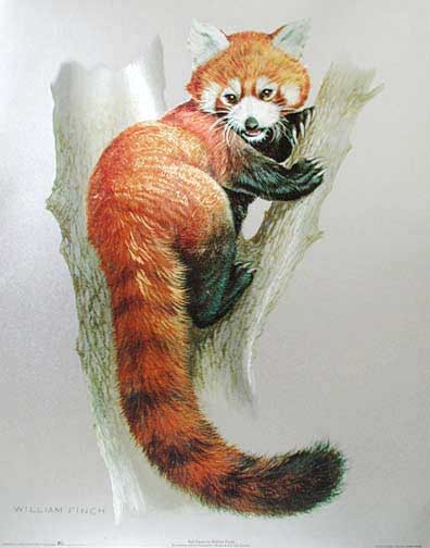 Red Panda- der Westliche kleine Panda - Dufex Alubild 43x54 cm