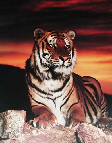 Tiger liegend im Sonnenuntergang Poster 40x50