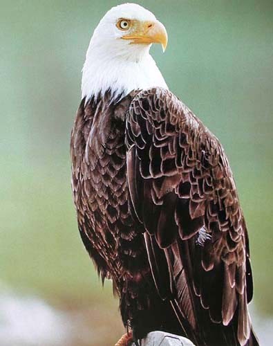 Weißkopfseeadler Portrait Poster