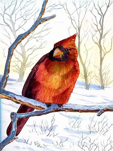 Roter Kardinal im Winter Dufex Alu Bild 16x21 cm
