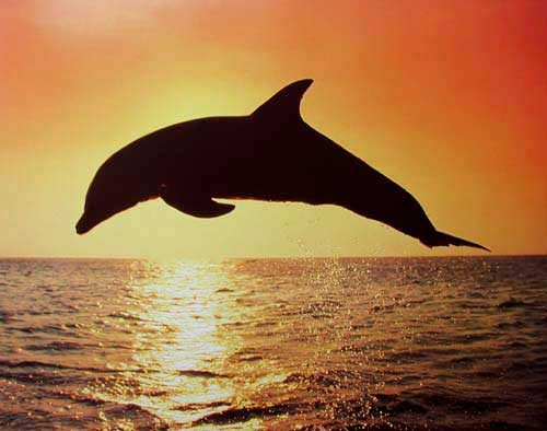 Delfin Silhouette im Sonnenuntergang Poster 40x50 cm 