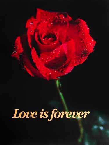 Rote Rose, Love is forever - Poster