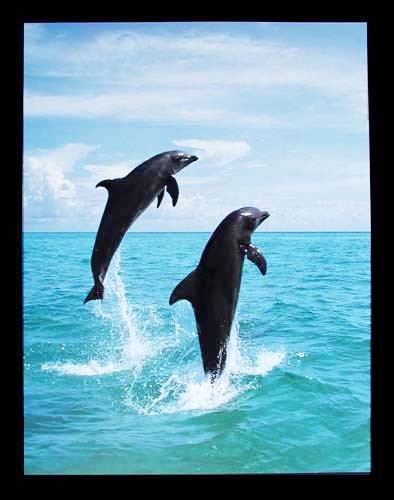 Blue in Blue – Zwei Delfine schauen in die Ferne Poster