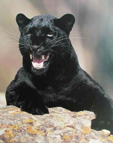 Poster 40x50 cm: Fauchender Schwarzer Panther III -