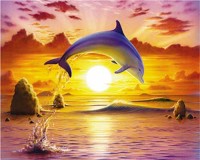 Springender Delfin im Sonnenuntergang Dufex Alubild Springender Delfin im Sonnenuntergang Dufex Alubild