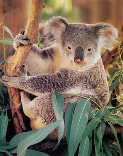 Koala