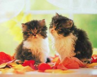 Katzen auf Fensterbank Katzen auf Fensterbank