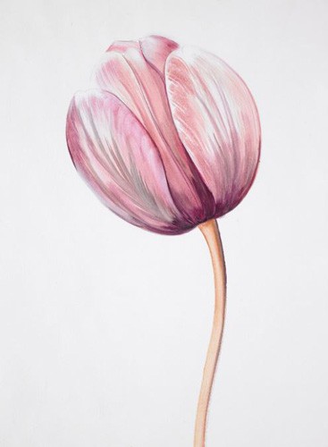 Tulpe, Beltran