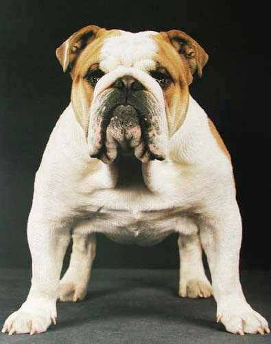 Englische Bulldogge, Poster